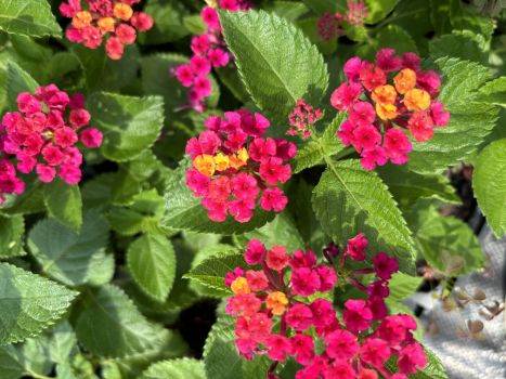 Florida Fuschia Lantana Camara Flowers Two 2 Live Plants-Natural Mosquito Repellant Garden -Attract